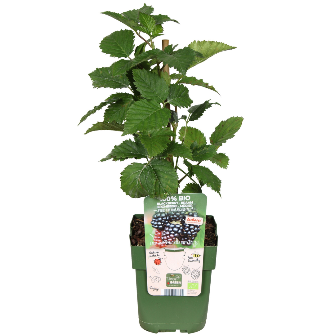 Owocowa Oaza™ – Zestaw BIO roślin owocowych