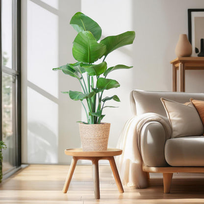 Strelitzia Nicolai™ z koszem Sofia – Królowa Tropików