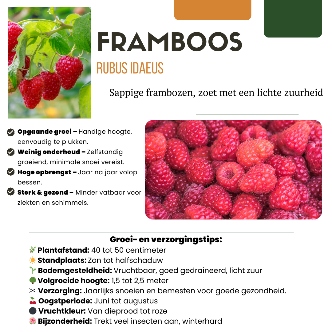 Frutti Szmugler™ – BIO Zestaw Owocowych Kusicieli