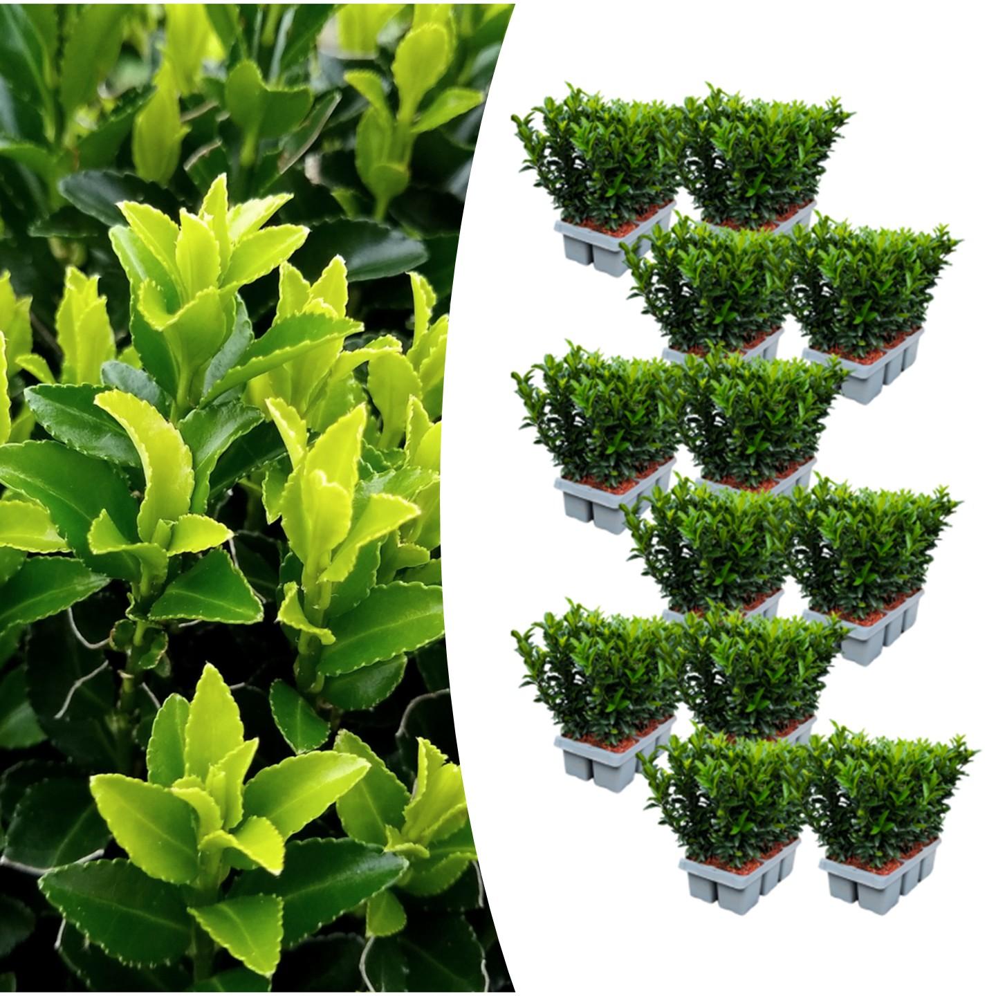 🌱 Euonymus ‘Green Spire’ – Twój prywatny zielony mur w wersji mini! 🌱