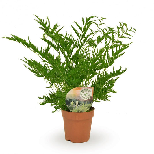 Paprociowa Diva™ – Pteris Straminea 🌿👑