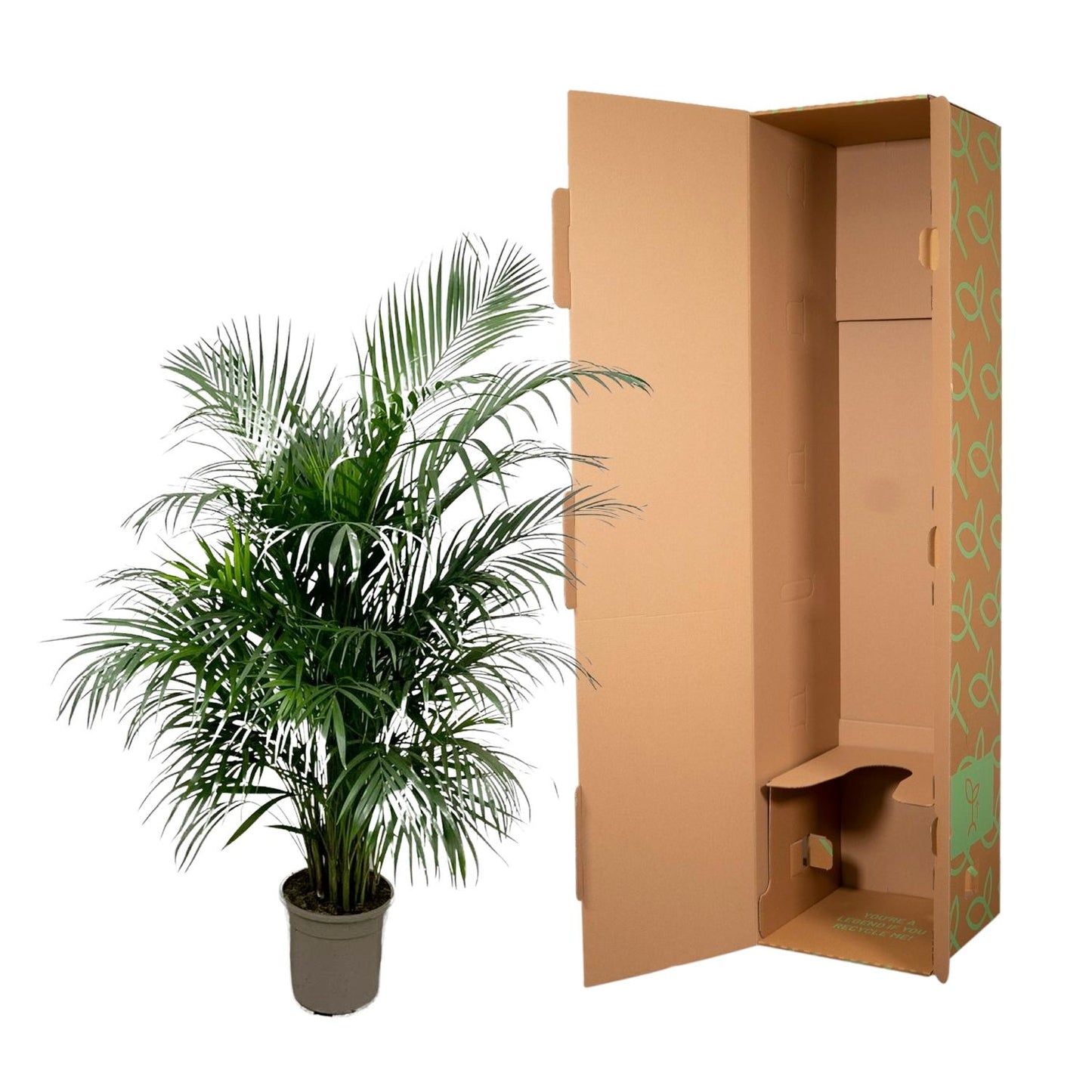 „Złota Roztańczona” – Areca Palm – 150 cm – Ø24
