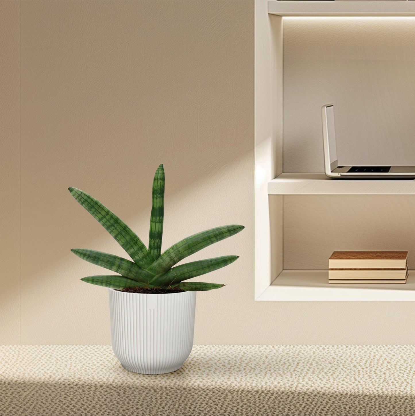Miejski Wojownik™ – Sansevieria Skyline