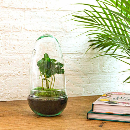 Eggspresso™ – Kawa w Szklarni 🥚☕🌿
