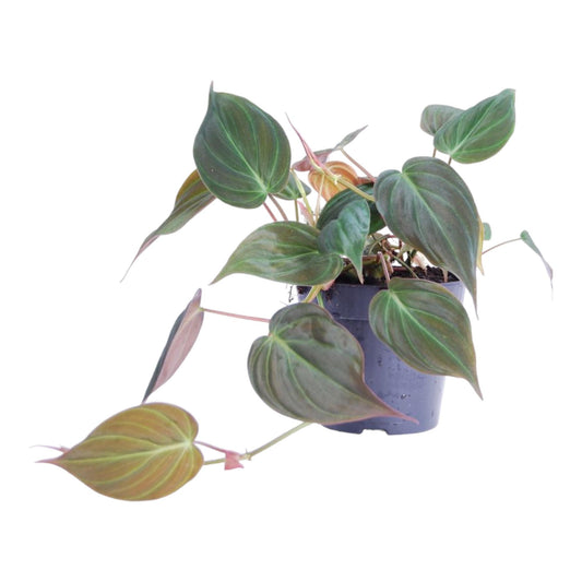 Philodendron Micans™ – Aksamitne Serduszko 💚✨