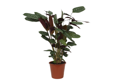 Lśniąca Królowa™ – Calathea Compactstar, która wygląda jak VIP wśród liści