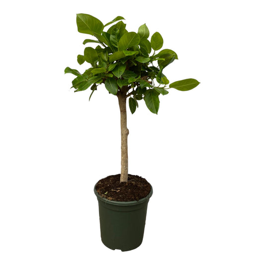 Ficus Altissimo Variegata™ – królewski strażnik zieleni 👑🌿