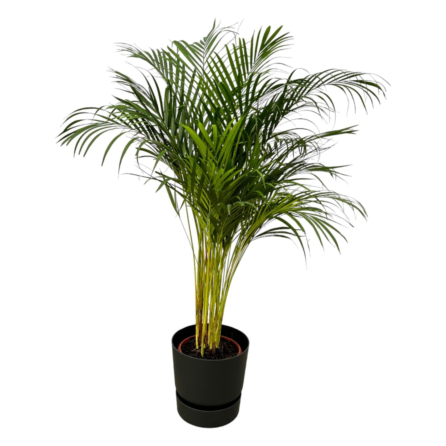 „Zielona Tancerka” – Areca Palm – ↨130 cm – Ø24 cm – w donicy elho Greenville Round D30×H28