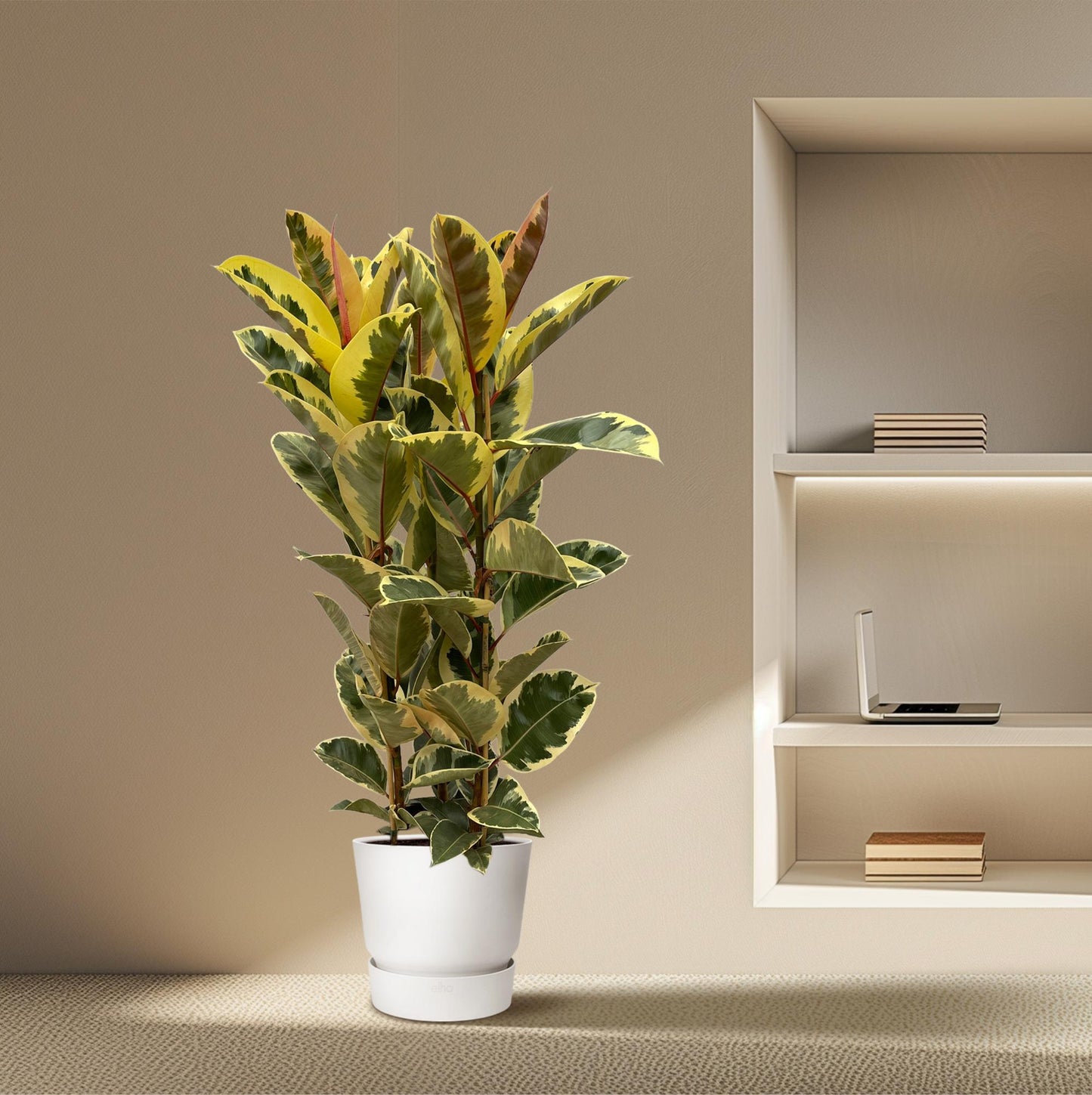 „Panna Tineke” – Ficus Elastica Tineke Struik – 160 cm – Ø28 cm