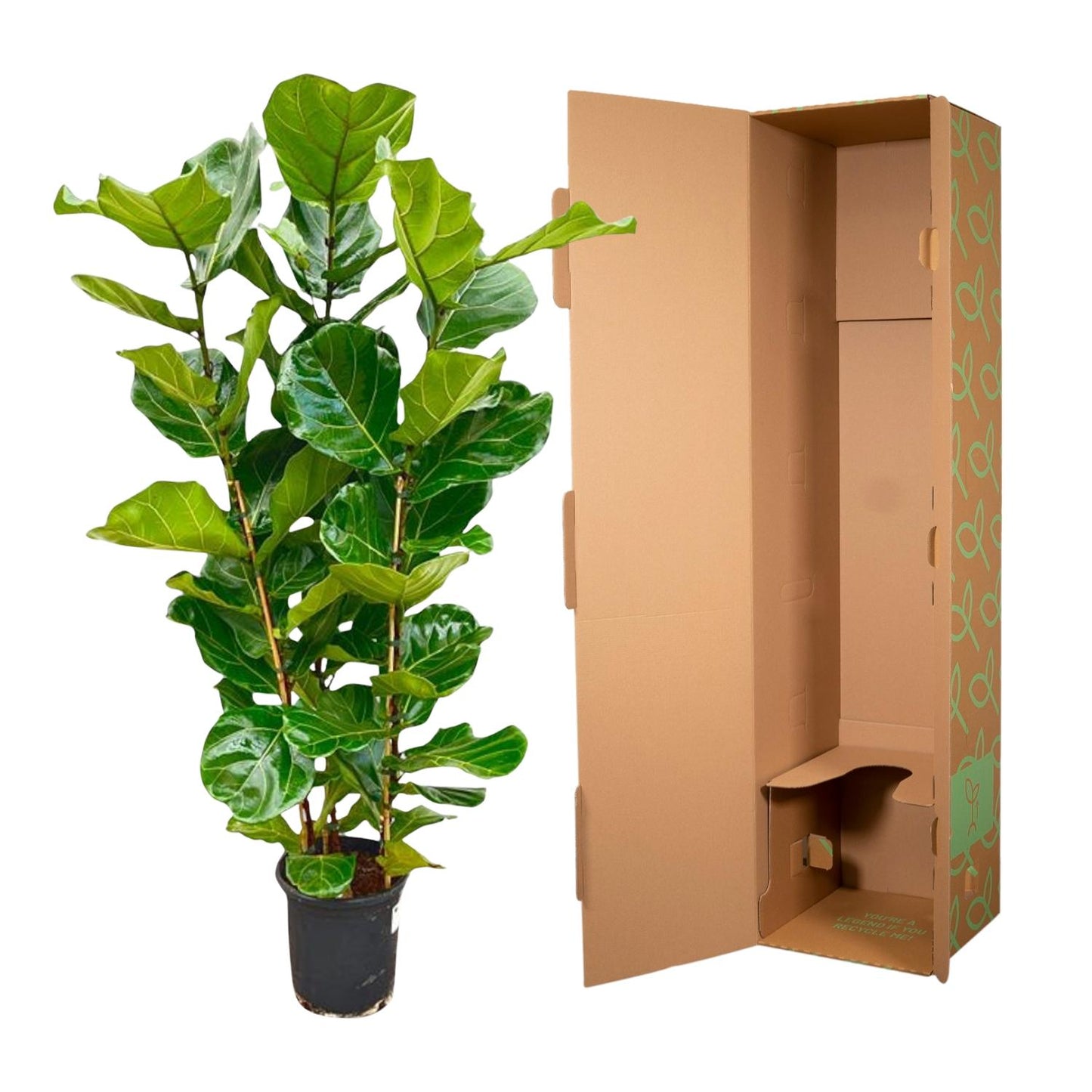Fikusowa Ikona™ – Ficus Lyrata