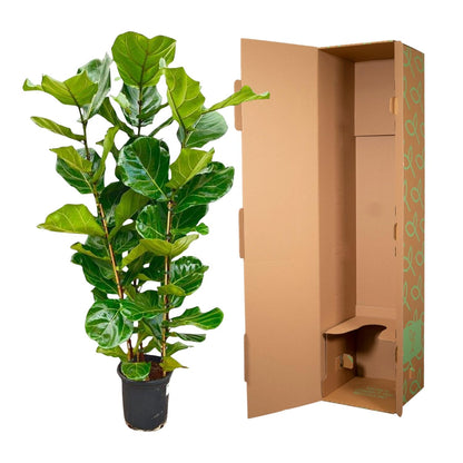 Fikusowa Ikona™ – Ficus Lyrata