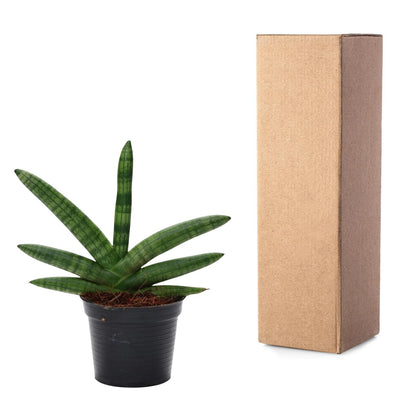 Miejski Wojownik™ – Sansevieria Skyline