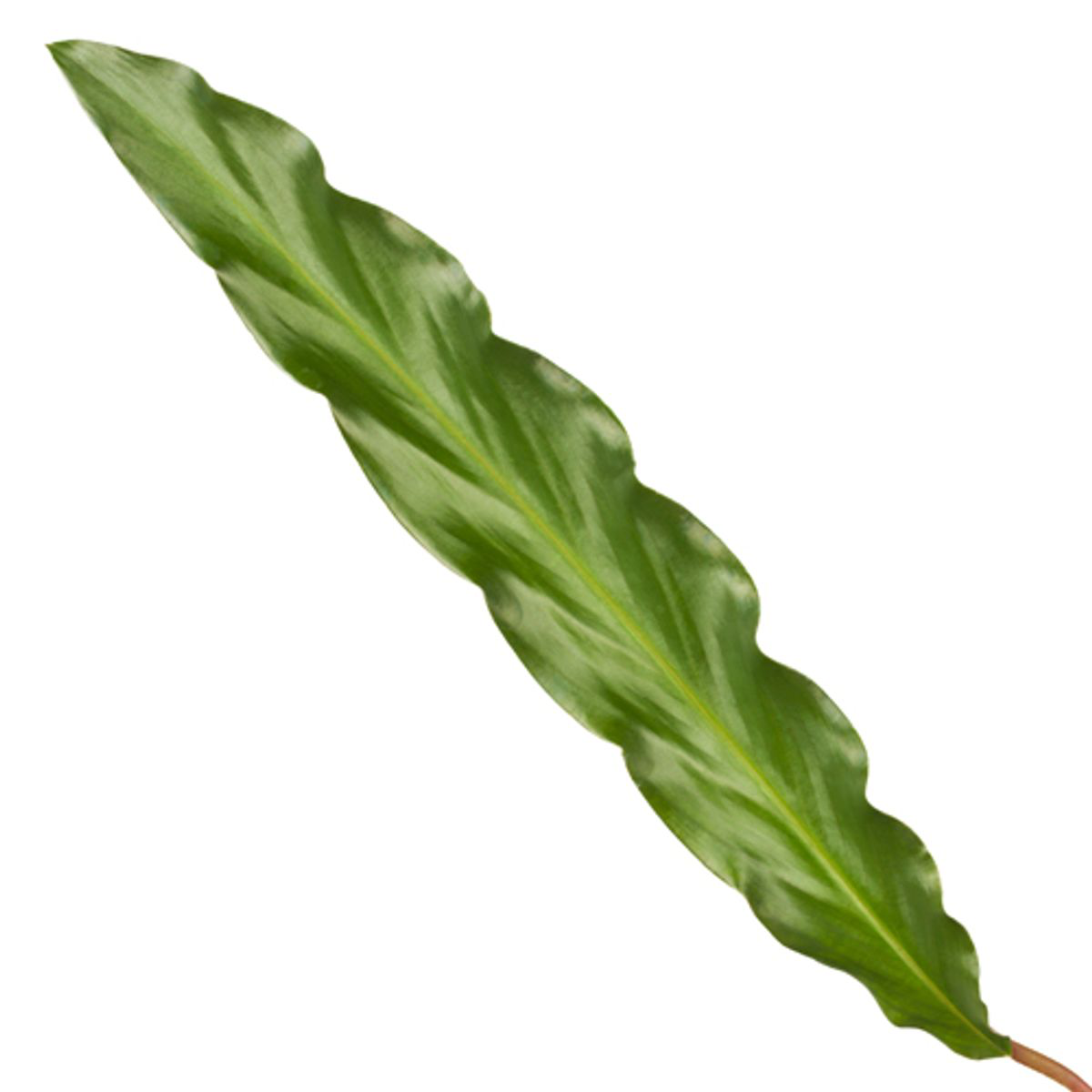 Calathea Elgergrass™ – Zielona Tancerka w Rytmie Jungle Disco 🪩💃