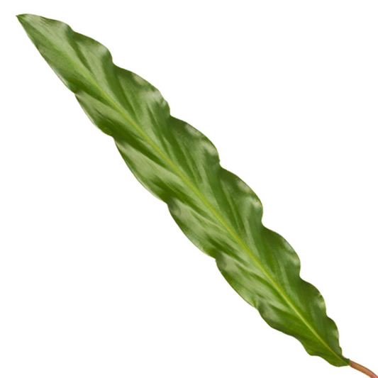Calathea Elgergrass™ – Zielona Tancerka w Rytmie Jungle Disco 🪩💃