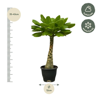Birghamia Insignis™ – Hawajska Królowa Plaży 🏝️👑