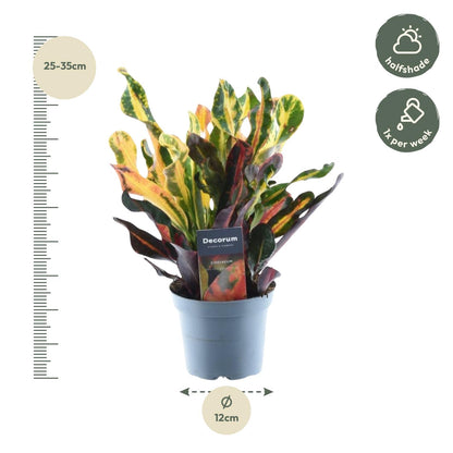 Kolorowa Mammi™ – Codiaeum variegatum ‘Mammi’