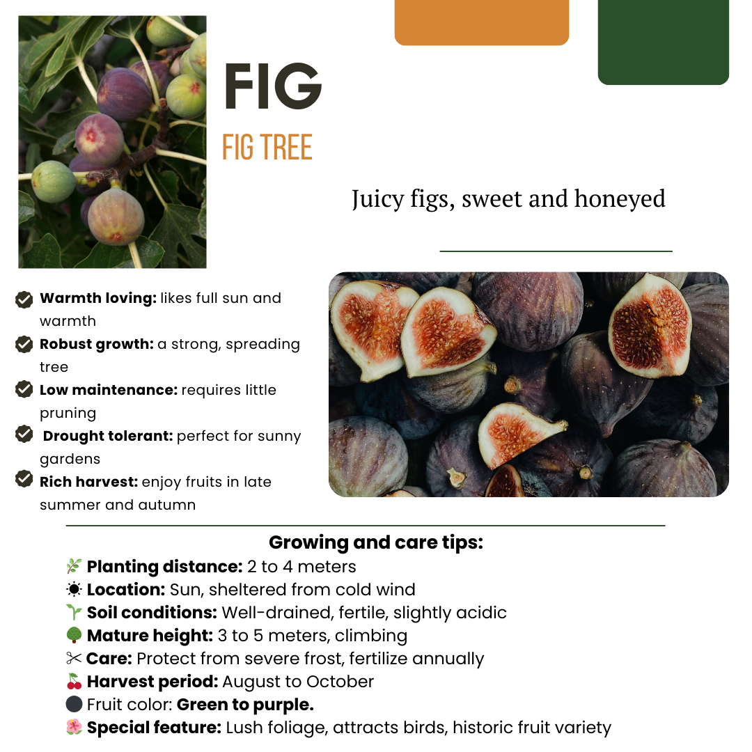 Figowa Fantazja™ – zestaw bio-drzewek do uprawy własnych fig (tak, tych z bajki!)