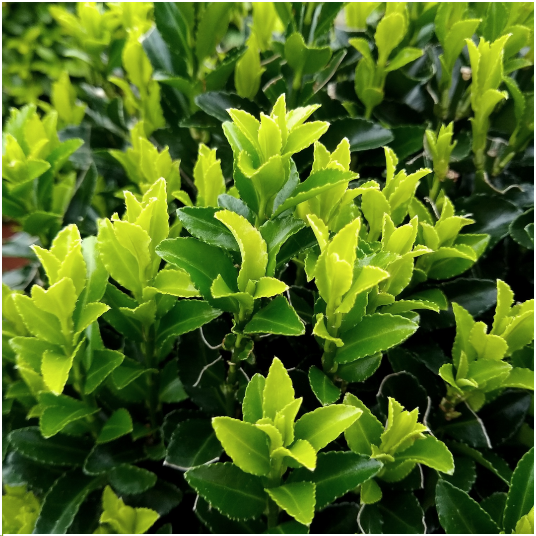 🌱 Euonymus ‘Green Spire’ – Twój prywatny zielony mur w wersji mini! 🌱