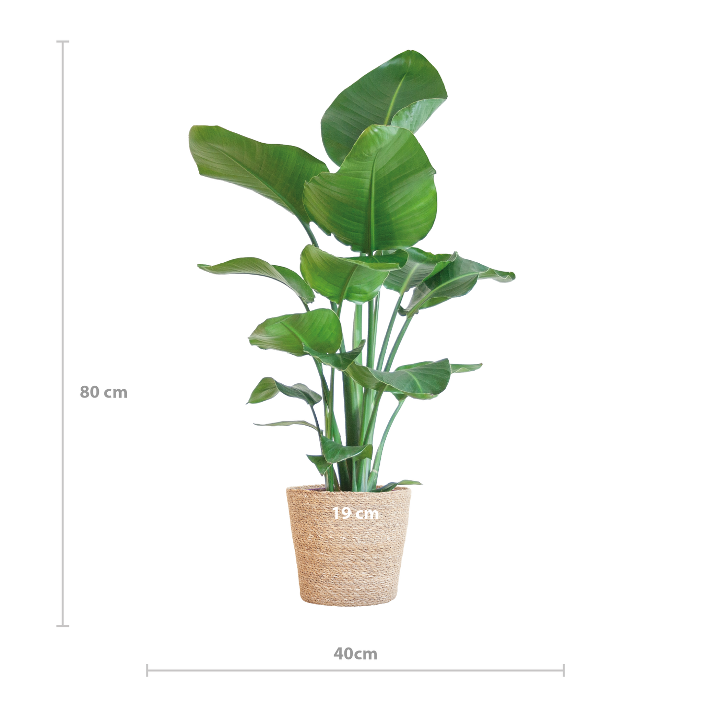 Strelitzia Nicolai™ z koszem Sofia – Królowa Tropików