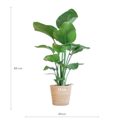 Strelitzia Nicolai™ z koszem Sofia – Królowa Tropików
