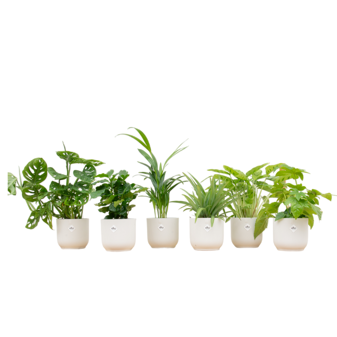 🎁 „Botanic Mystery Box™” – 6 roślin + elho Vibes Fold Round Ø14 w kolorowej mieszance 🌿