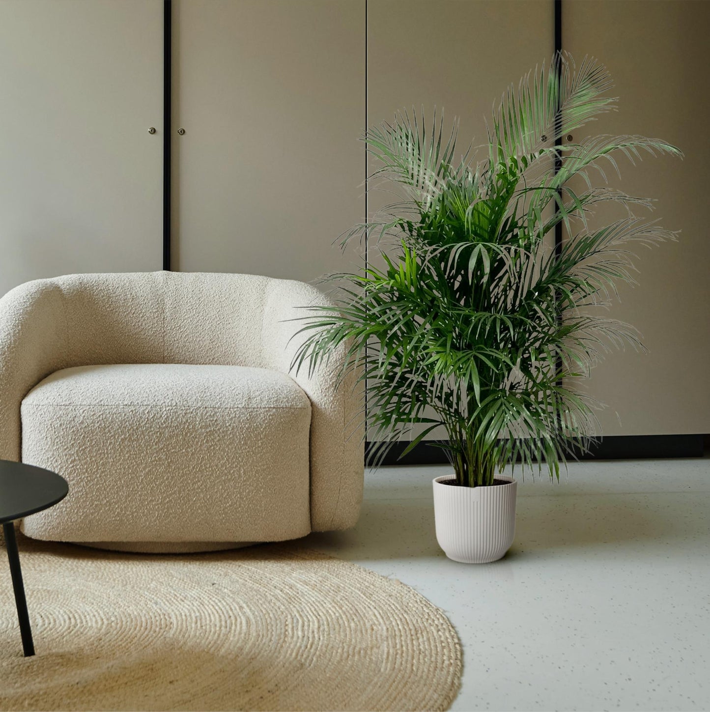 „Złota Roztańczona” – Areca Palm – 150 cm – Ø24