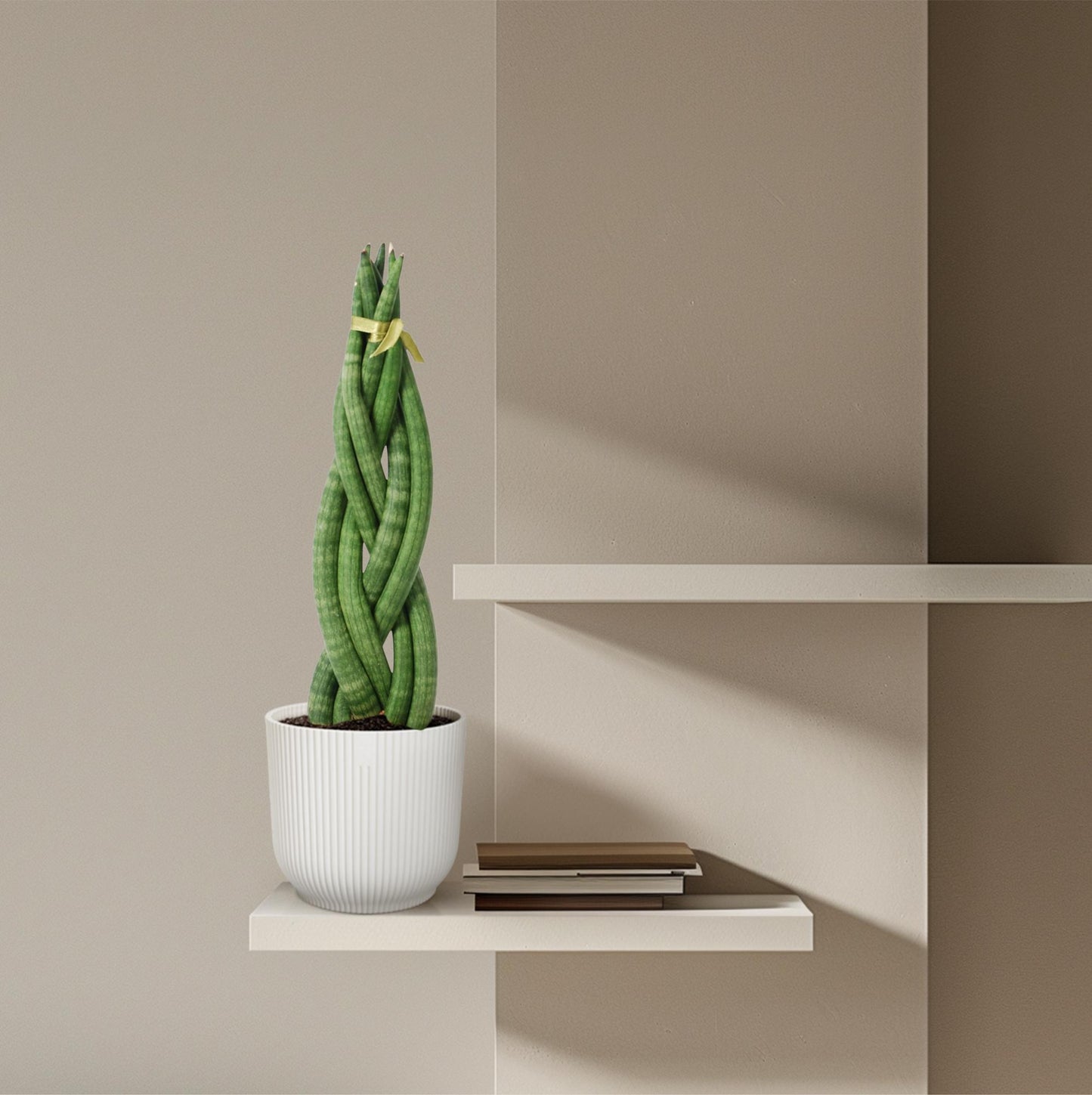 „Zakretas Zielonej Mocy” – Sansevieria cylindrica ‘Twist’ – 40 cm – Ø10,5 cm