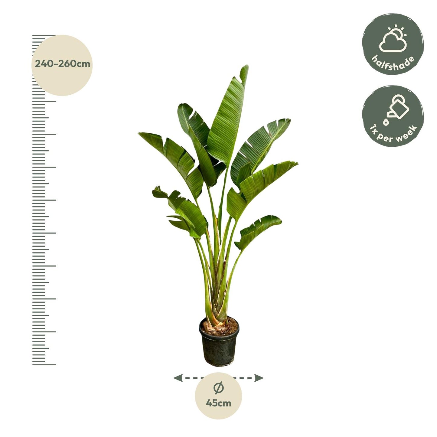Strelitzia Augusta™ – Królowa Dżungli XXL 👑🌴
