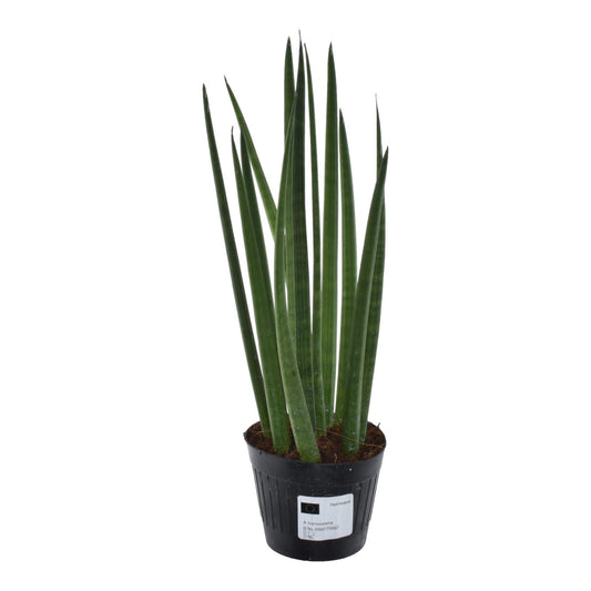Roślinna Katana™ – Sansevieria Mikado