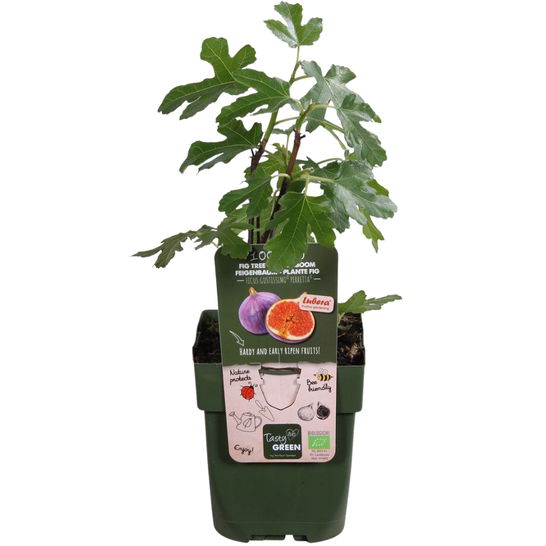 Słodkie Trio Zbiorów™ – Zestaw BIO roślin owocowych: Figowiec, Kiwi i Jeżyna