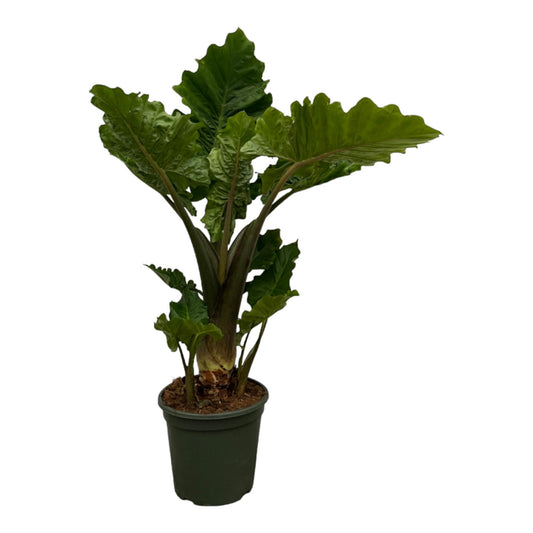 Alokazja „Tropiczną Strzała™” – 75 cm – Ø26 cm