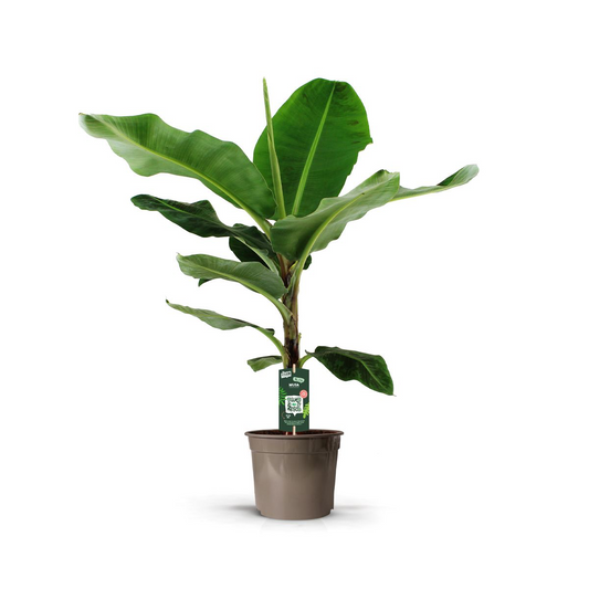🍌 Bananowiec „Domowa Dżungla™” – 150 cm – Ø27 cm 🌴
