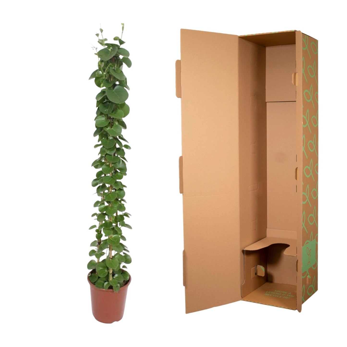 „Zielona Piramida” – Cissus rotundifolia – 160 cm – Ø27