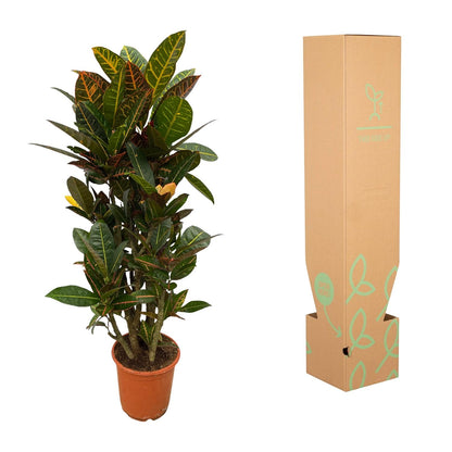 Król Koloru™ – Codiaeum Petra