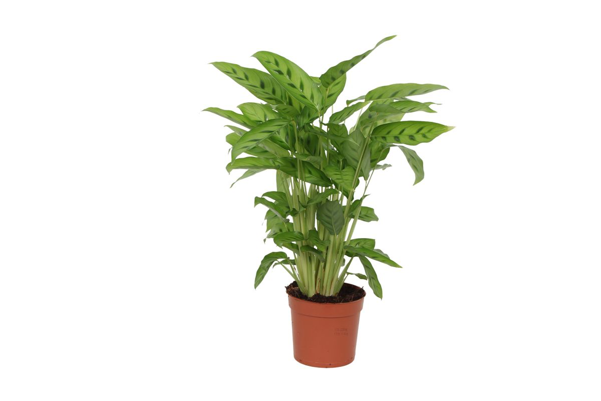 Calathea Leopardina™ – Zielona Panterka w Doniczce