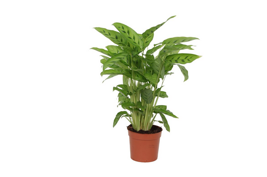 Calathea Leopardina™ – Zielona Panterka w Doniczce