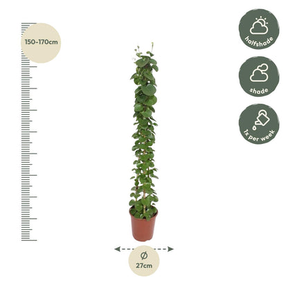 „Zielona Piramida” – Cissus rotundifolia – 160 cm – Ø27