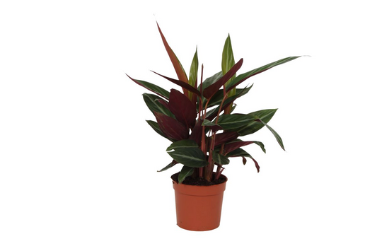 Pasiak Gwiezdny™ – Calathea, która ma styl lepszy niż Twoja tapeta
