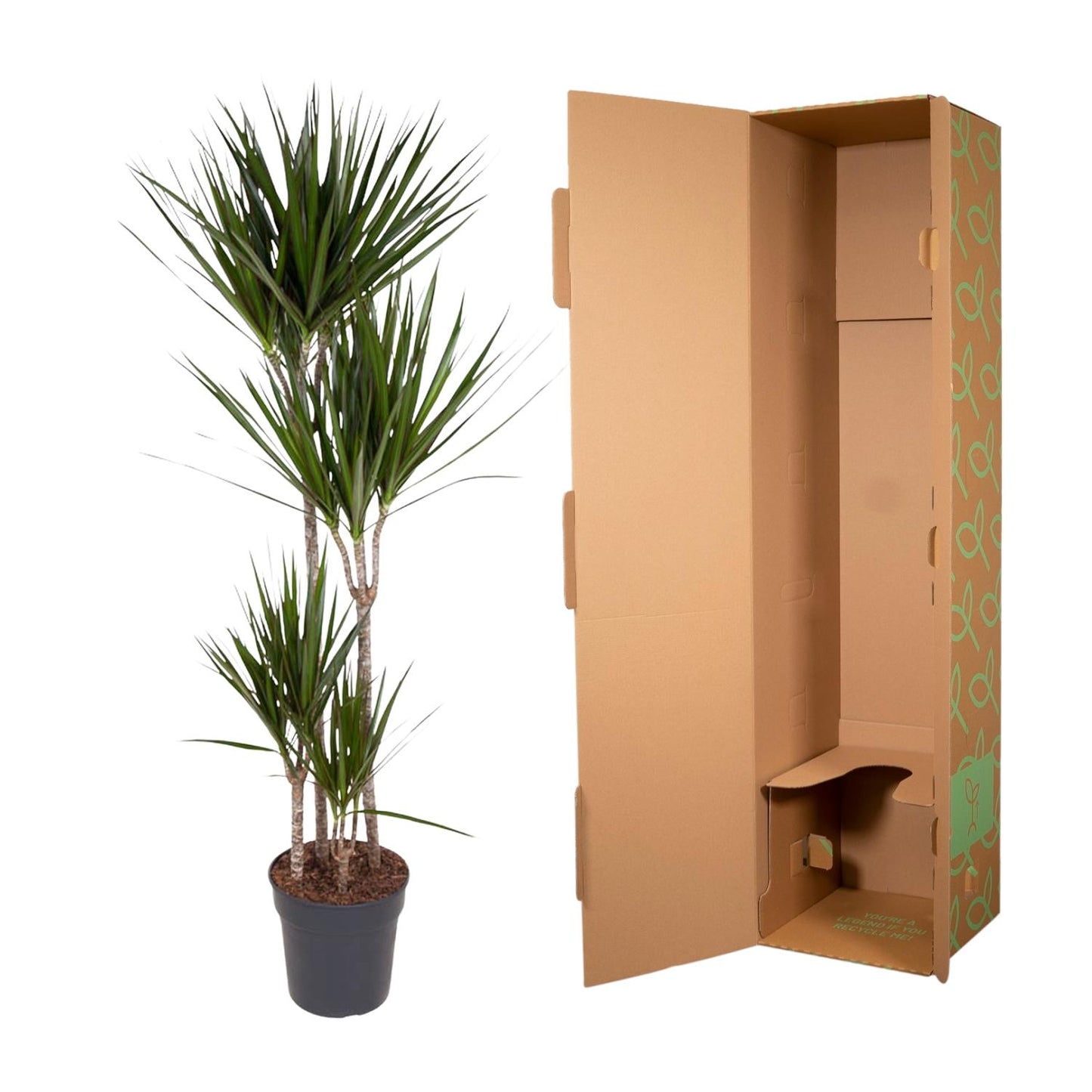 „Czerwona Smocza Królowa” – Dracaena Marginata – 180 cm – Ø27