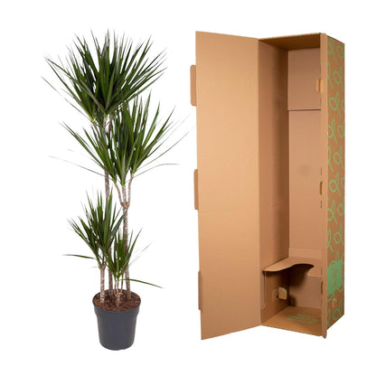„Czerwona Smocza Królowa” – Dracaena Marginata – 180 cm – Ø27