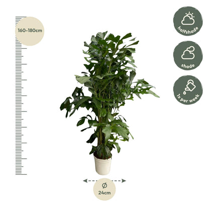 Caryota Mitis™ – Palma Rybia Płetwa 🐠🌴