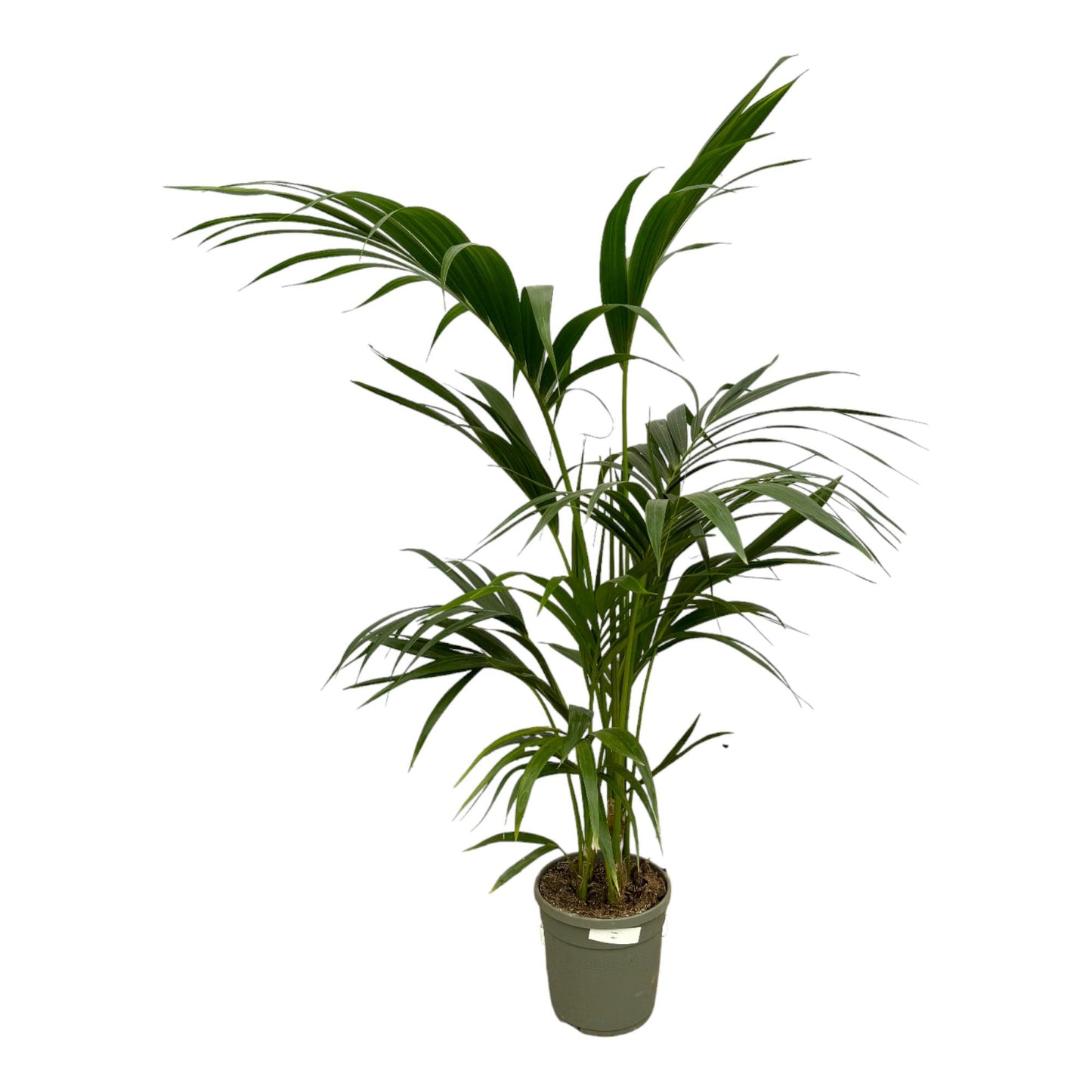 „Arystokratka Tropików” – Kentia Palm – 130 cm – Ø21
