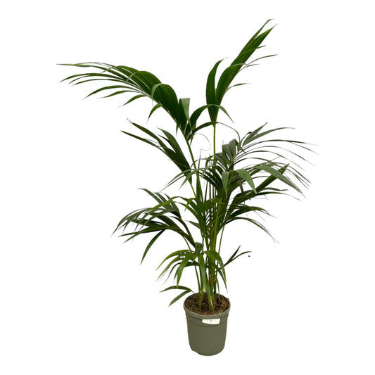 „Arystokratka Tropików” – Kentia Palm – 130 cm – Ø21