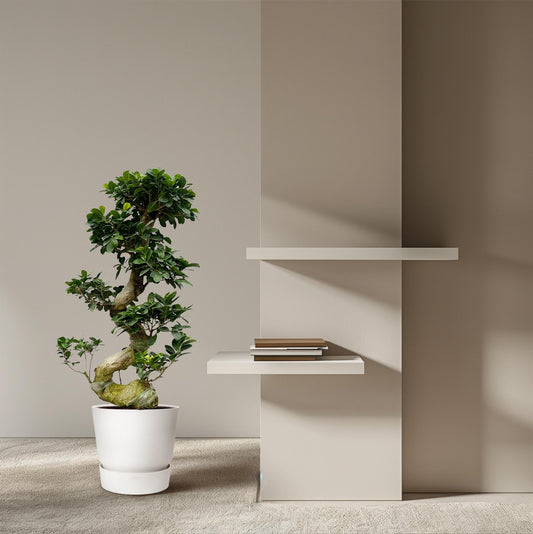 „Mały Mistrz Zen” – Ficus Microcarpa Ginseng – 80 cm – Ø27 cm
