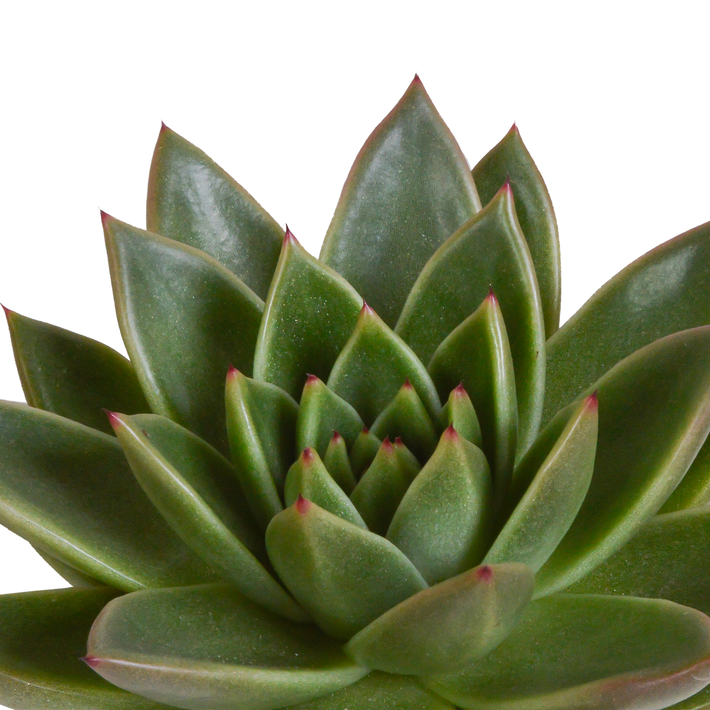 „Trio Sukulentowych Gwiazd” – Echeveria Mix – 3x – Ø10,5 cm – w białych doniczkach