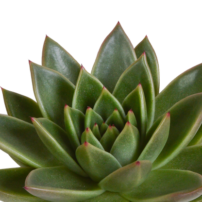 „Trio Sukulentowych Gwiazd” – Echeveria Mix – 3x – Ø10,5 cm – w białych doniczkach