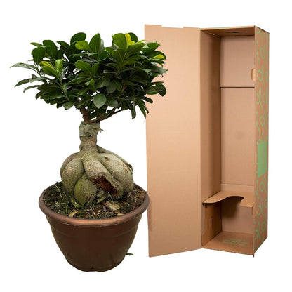 „Mały Mistrz Bonsai” – Ficus Microcarpa Ginseng – 50 cm – Ø25