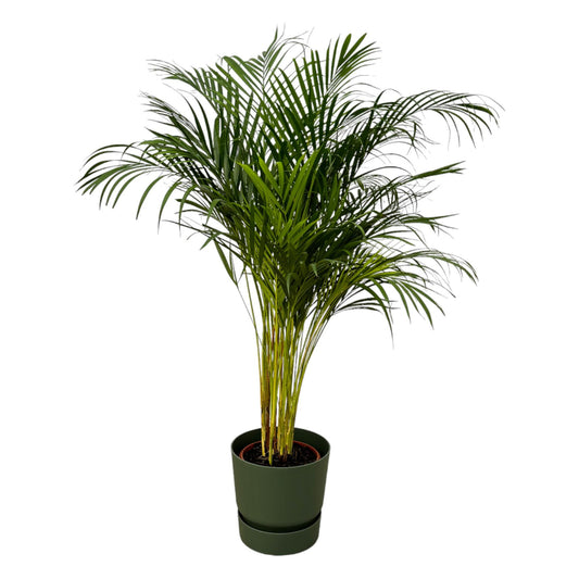 „Zielona Tancerka” – Areca Palm – ↨130 cm – Ø24 cm – w donicy elho Greenville Round D30×H28