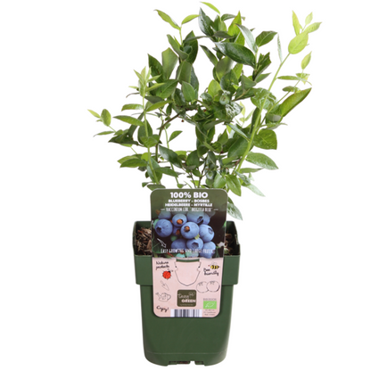 Frutti Szmugler™ – BIO Zestaw Owocowych Kusicieli