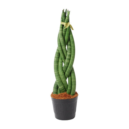 „Zakretas Zielonej Mocy” – Sansevieria cylindrica ‘Twist’ – 40 cm – Ø10,5 cm